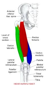 Quadraceps femoris
